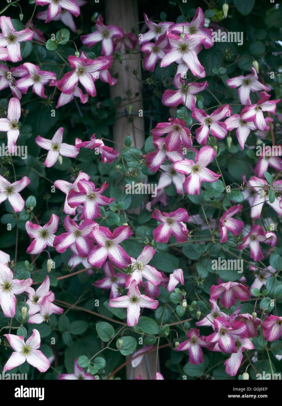Clematis - `Minuet' AGM   CLE091214 Stock Photo